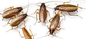 get-rid-of-roaches