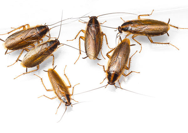 German-Roach-3