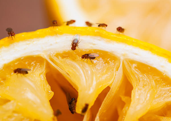 Indoor-Breeding-Fly-3